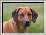 g�owa, Rhodesian ridgeback